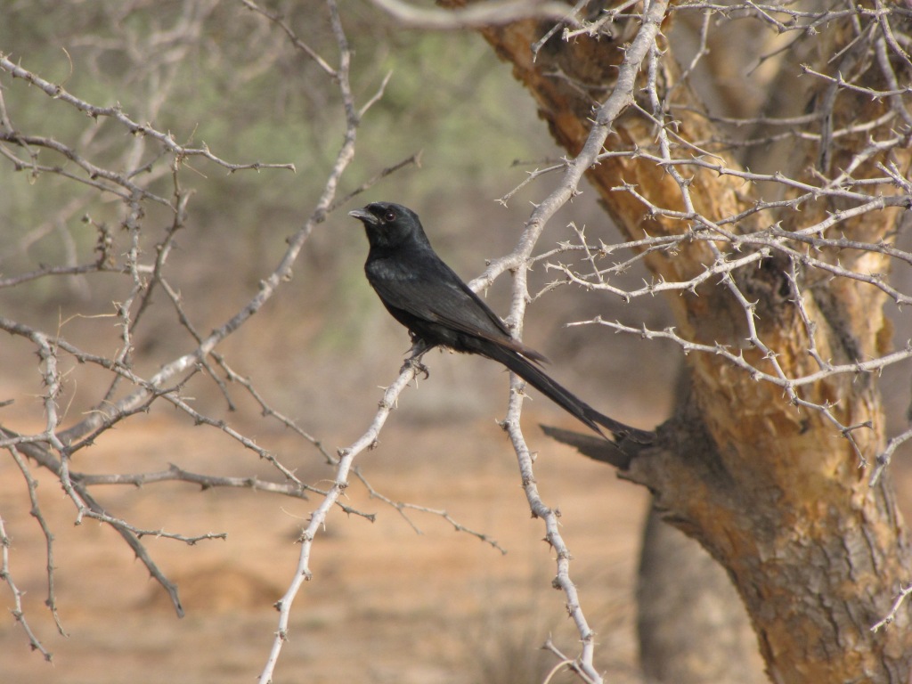 Black Drongo in Kutch 